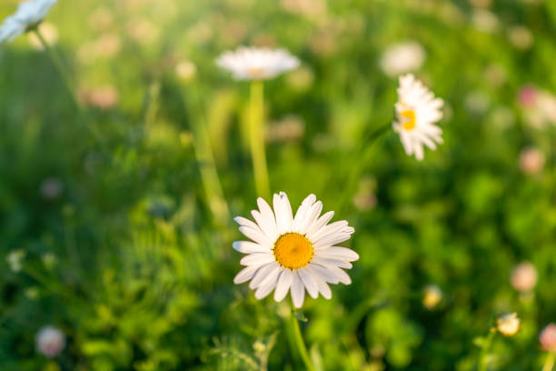 istock White and yellow daisy flowers on a green blurred background. 1262704912