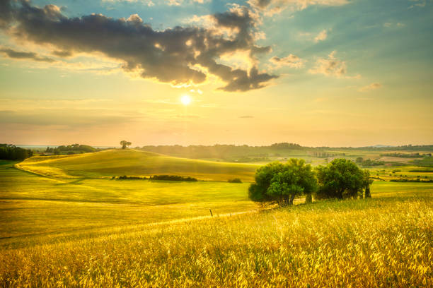 paesaggio al tramonto in maremma. dolci colline e alberi. bibbona,toscana, italia - tuscan cypress foto e immagini stock