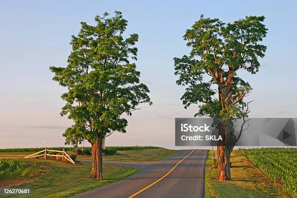 Foto de Em Estrada Rural Com Duas Das Árvores Dosol À Noite e mais fotos de stock de A caminho