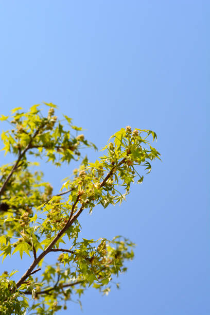 istock American sweetgum 1262719285
