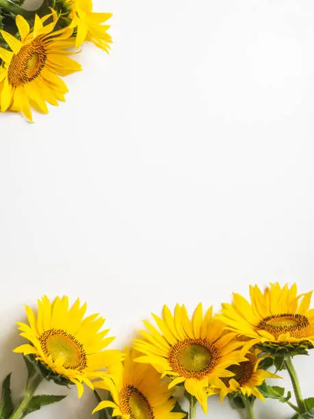 Photo of Flat lay of yellow sunflower flowers on a white background isolated. Top view. Nature, spring and summer concept