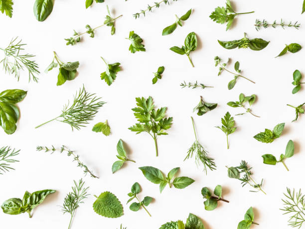 istock Flat-lay of various fresh green kitchen herbs. Parsley, mint, dill, basil, marjoram, thyme over white background, top view. Spring or summer healthy vegan cooking concept 1262722532