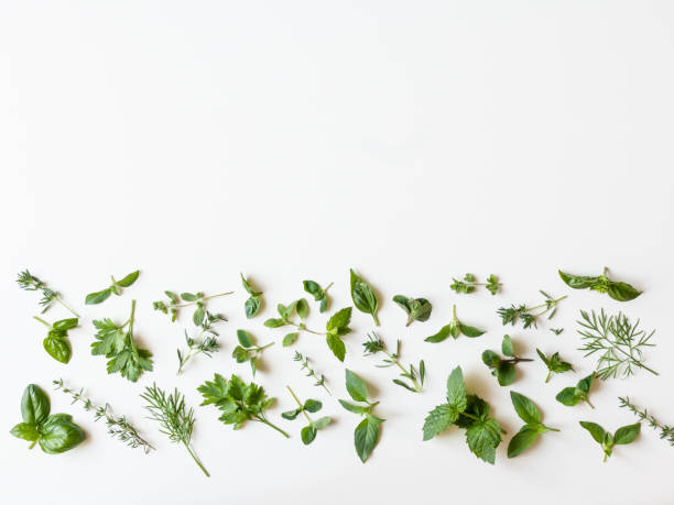 istock Flat-lay of various fresh green kitchen herbs. Parsley, mint, dill, basil, marjoram, thyme on white background, top view. Spring or summer healthy vegan cooking concept. copy space 1262722547