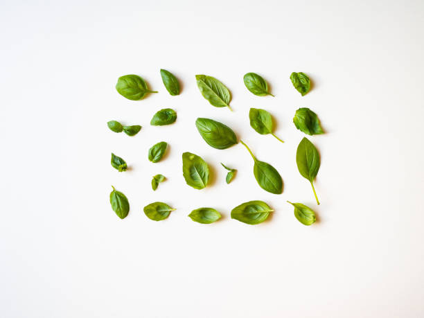istock Basil pattern isolated on white background. Frame made of basil leaves. Flat lay, top view 1262722566