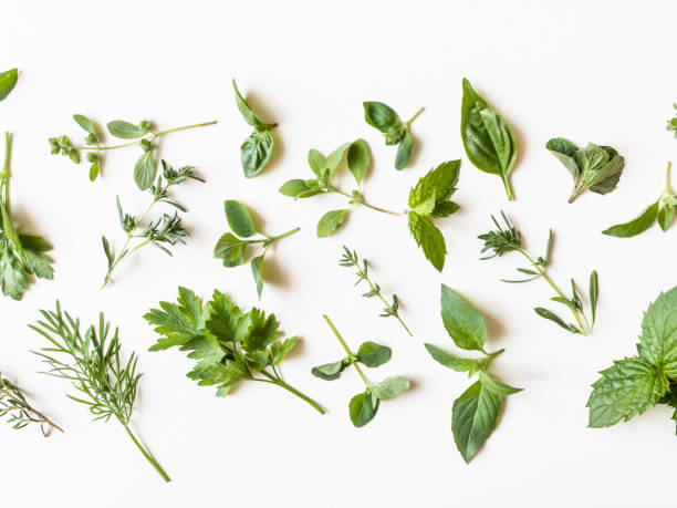 istock Flat-lay of various fresh green kitchen herbs. Parsley, mint, dill, basil, marjoram, thyme on white background, top view. Spring or summer healthy vegan cooking concept. copy space 1262722569