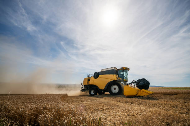 istock Harvest of wheat 1262725496