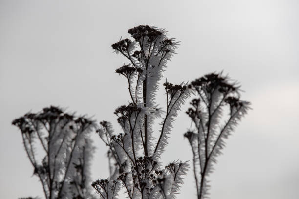 close up on frozen Carduus in winter