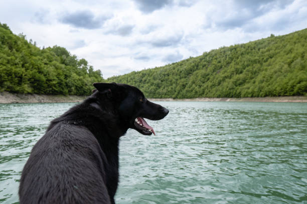 istock A black dog enjoying in nature 1262729367