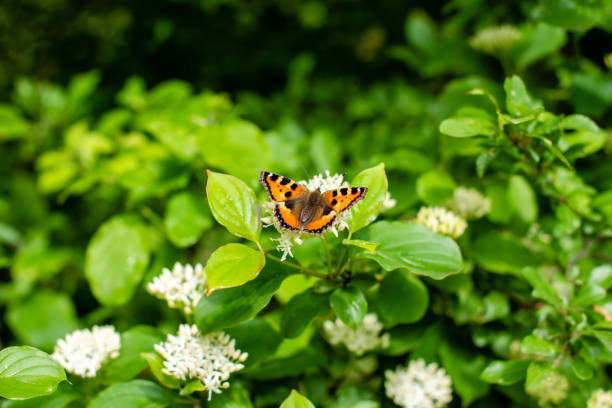 Beautiful Butterfly with an orange wings on the flower. Close up photo