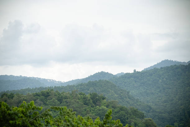 istock Nature view of tree and green forest with sky and cloud with copy space using as background natural green plants landscape, ecology, fresh wallpaper concept. 1262731880