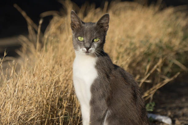 A young gray cat looks into the camera. Pets and their care.