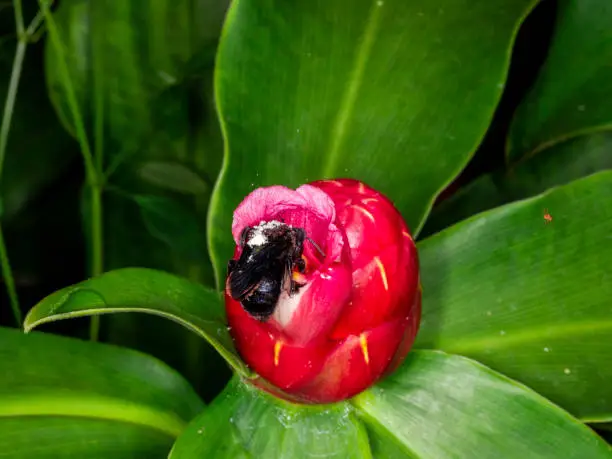 Macro photography of bumble (Bombus terrestris) pollinating flower (Costus woodsonii)....