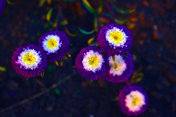 Aster novae-angliae  or 'Purple Dome' flowers.