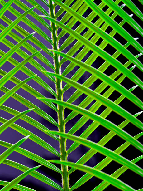 istock palm leaves grow on black background 1262738400