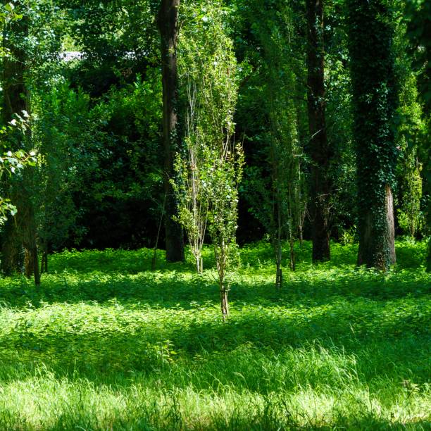 istock Beautiful sunlight woodland 1262738402