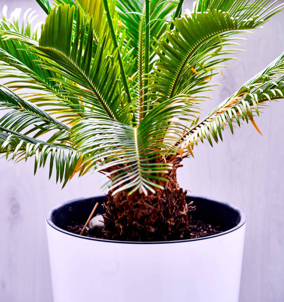 istock palm leaves grow on white background 1262738416