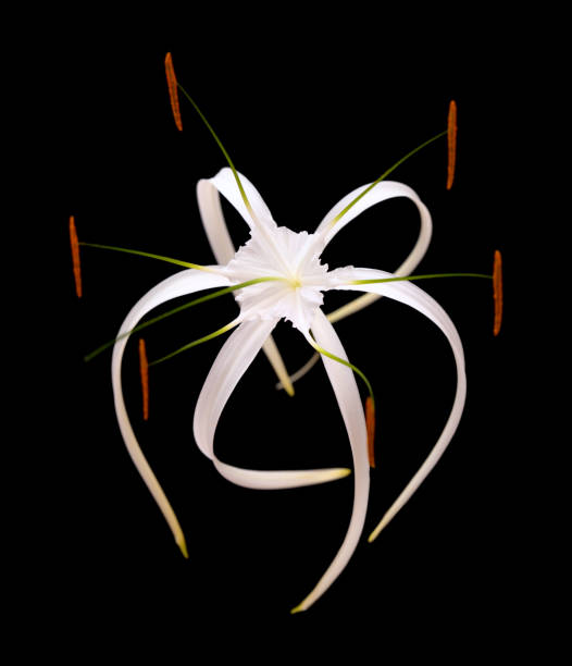 White Caribbean spider-lily isolated on black background
