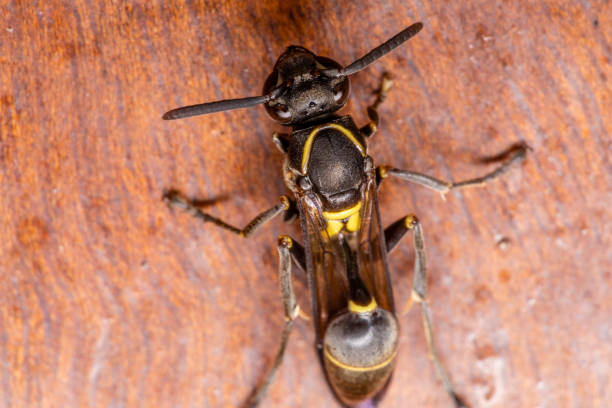istock Wasp nest Polybia paulista, bee 1262740417