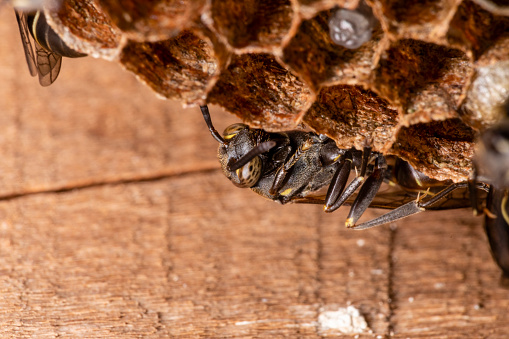 Wasp nest Polybia paulista, bee..