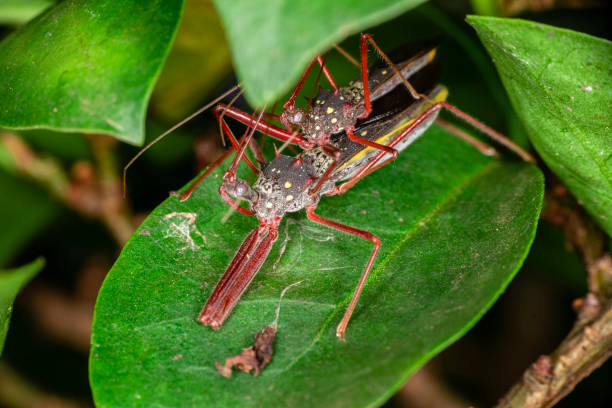 istock Macro photography of small insects 1262740431