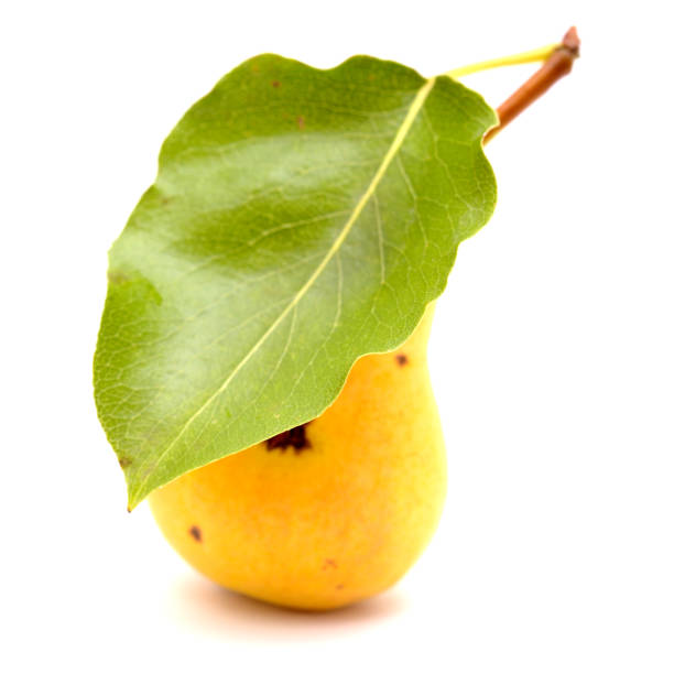 istock Small yellow pear, isolated on white background 1262744215