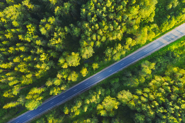istock Road in the forest, aerial view 1262746314