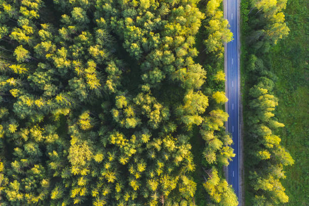 istock Road in the forest, aerial view 1262746338