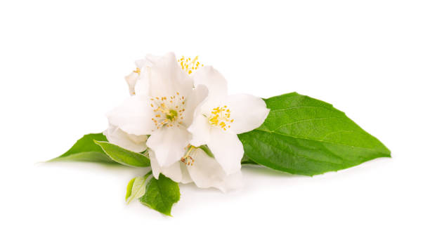 istock Jasmine flowers isolated on white background. Jasmine branch. 1262748710