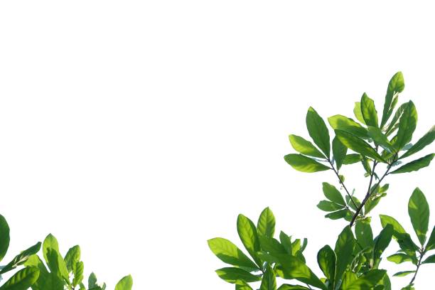 istock Tropical tree with leaves branches on white isolated background for green foliage backdrop and copy space 1262749834