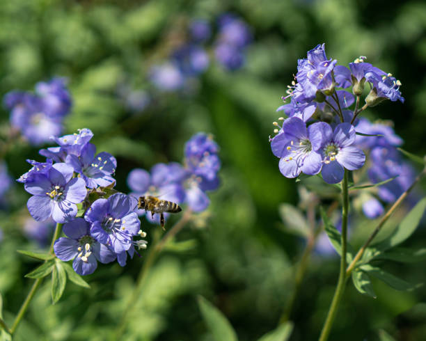 istock Bee in work, landing on the flower 1262749891