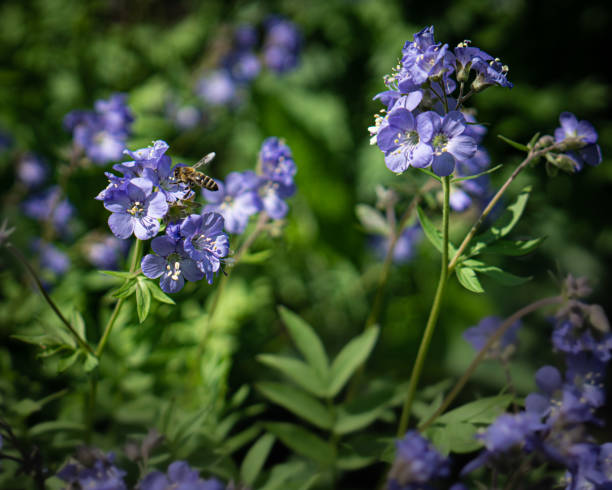 istock Meadow in the sunshine 1262749894