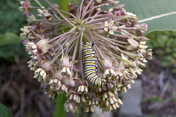Monarch Caterpillar on Milkweed Flower stock photo