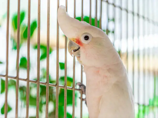 The Tanimbar corella (Cacatua goffiniana) also known as Goffin"u2019s cockatoo or the blushing cockatoo, is a species of cockatoo endemic to forests of Yamdena.