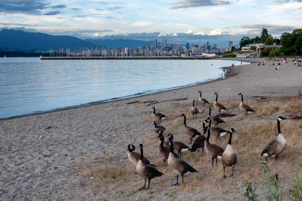 istock A flock of Canada geese congregates on Vancouver beach 1262751521