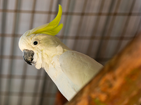 The citron-crested cockatoo (Cacatua sulphurea citrinocristata) is a medium-sized cockatoo with an orange crest, dark grey beak, pale orange ear patches, and strong feet and claws.