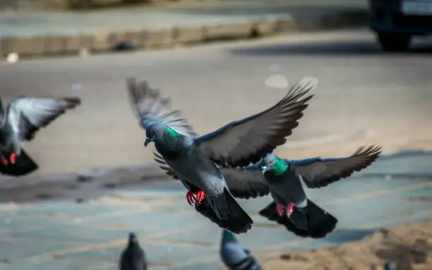 Photo of Blacked headed Pigeons