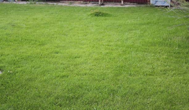 istock A close up of a green field 1262754511