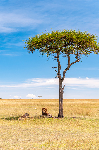 A male and female lion relaxing in the shade under an acacia tree in the northern Serengeti of Tanzania, Africa, near the Kenya border.
