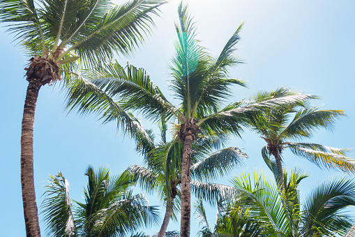 Palm Trees in Miami Beach