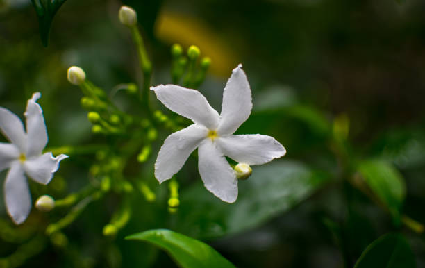 istock White pin wheel flower 1262757029