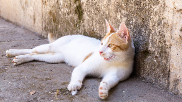 istock white ginger cat resting in the shade, summer 1262759732