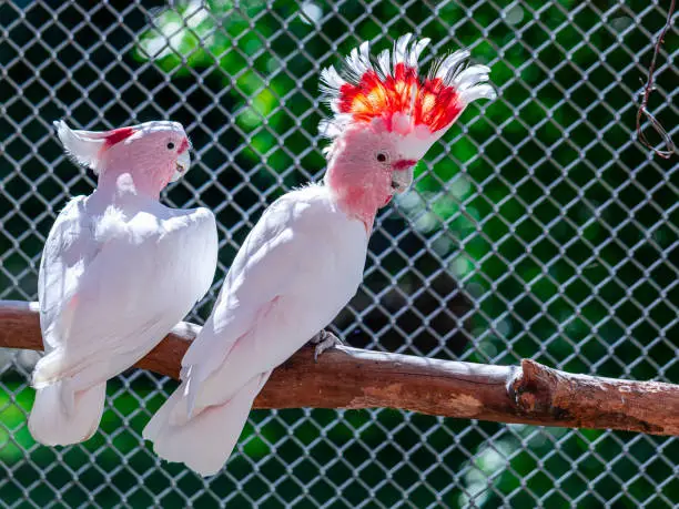 Major Mitchell's cockatoo (Lophochroa leadbeateri), also known as Leadbeater's cockatoo or the pink cockatoo.