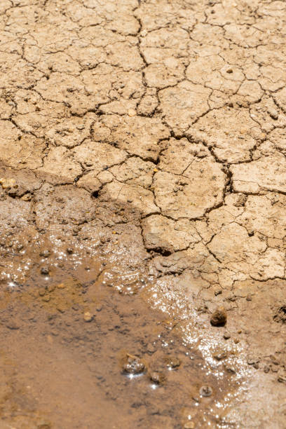 istock The last puddle that remained in the dry ground. 1262761073