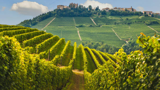 Panorama of Novello with the town and the vineyards. Novello is the main villages of the Langhe wine district, Piedmont, Italy stock photo