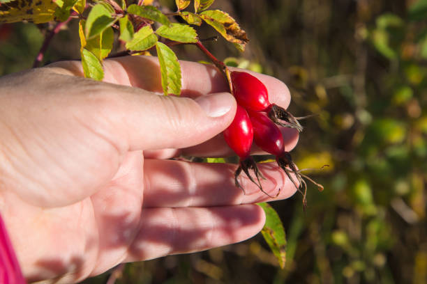 Red ripe berries of wild rose. Hand collects rosehip fruit Red ripe berries of wild rose. Vitamin product. Wildlife. Autumn season. Hand collects rosehip fruit wild rose hip stock pictures, royalty-free photos & images