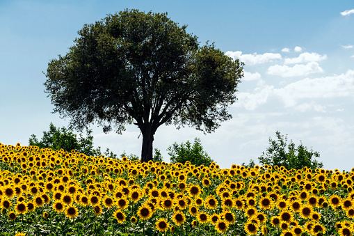 Sunflower field with cloudscape in Turkey.