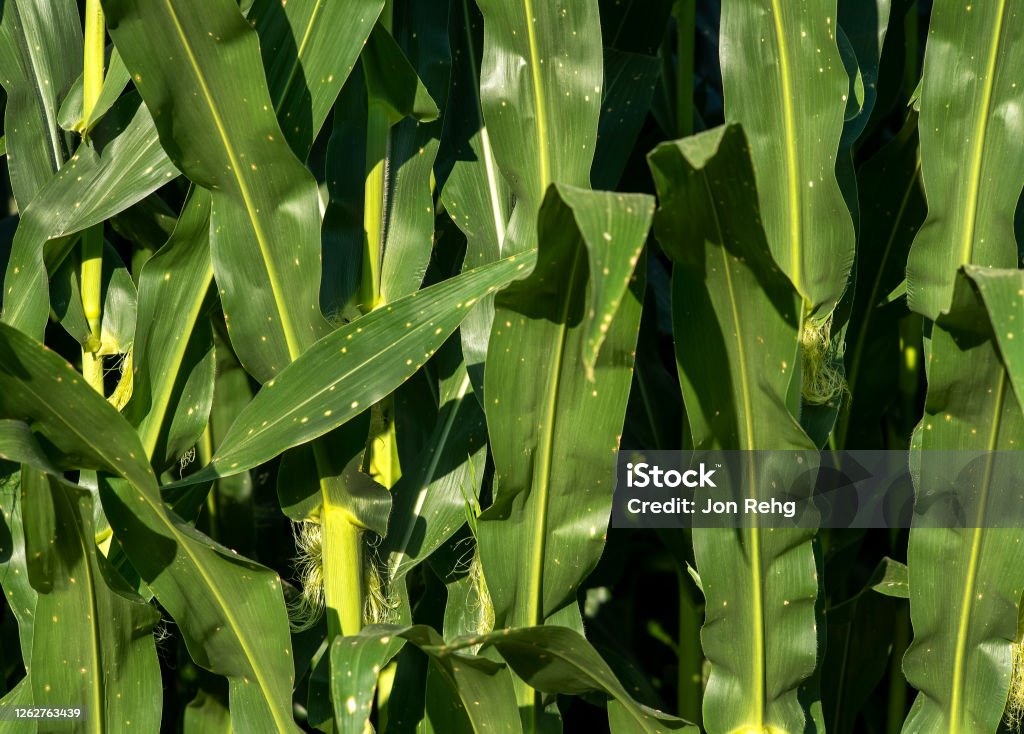 Closeup of sweetcorn stalks and leaves with brown spots Corn stalk leaves with brown spots, diseased plant, fungus, in farmers field of corn Corn - Crop Stock Photo