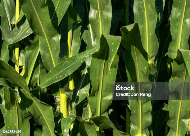 Closeup Of Sweetcorn Stalks And Leaves With Brown Spots Stock Photo - Download Image Now