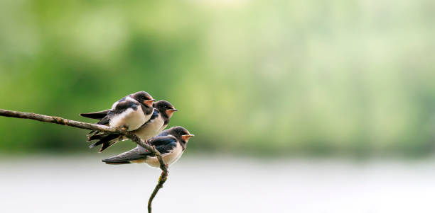 istock three bird Chicks village swallows sit on a branch on a Sunny summer day 1262764948