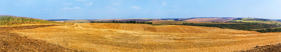 Panorama. Mown field on a bright autumn day. Collect grain harvest. Farming, idyll landscape background